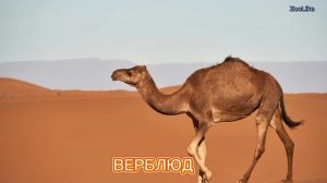 КАК ГОВОРИТ ВЕРБЛЮД / ЗВУКИ ВЕРБЛЮДА ?

#верблюд #как_говорит_верблюд #звуки_верблюда