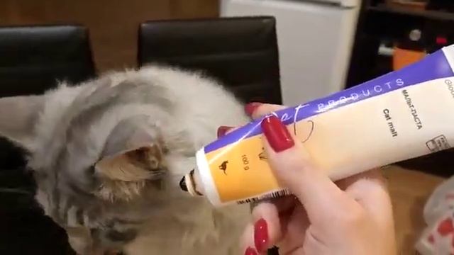 Котейка уплетает мальт-паста GlobalVet смотреть онлайн