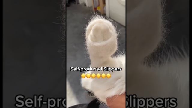 Лучшее, что можно сделать из кошачьей шерсти. смотреть онлайн