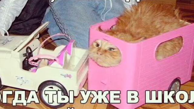 Смешные картинки смотреть онлайн