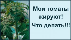 Скручивание листьев помидор - это жирование томатов - быстро устраняем!