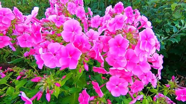 ЦВЕТЫ ФЛОКСЫ в моем САДУ! Какие флоксы цветут в конце июля/PHLOX FLOWERS in my GARDEN! смотреть онлайн