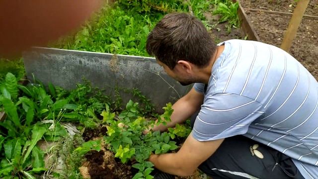 Сажаю гибрид голубики и черники ТОП ХАТ у себя на кислой грядке.