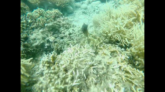 Дайвинг. Нячанг. Вьетнам 2018 / Diving Nha Trang Vietnam смотреть онлайн