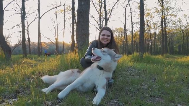 Alaskan Malamute Vs Siberian Husky Differences - Which Is Better? смотреть онлайн