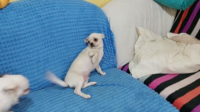 Старый новый год 2023 поздравления из питомника чихуахуа Кастропуло Крым смотреть онлайн