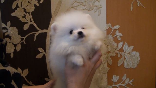 Pomeranian spitz Binistrar ot Pandy Sharm смотреть онлайн