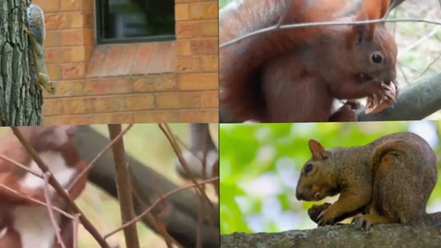 Клара Румянова - Песенка Бельчонка / Цок