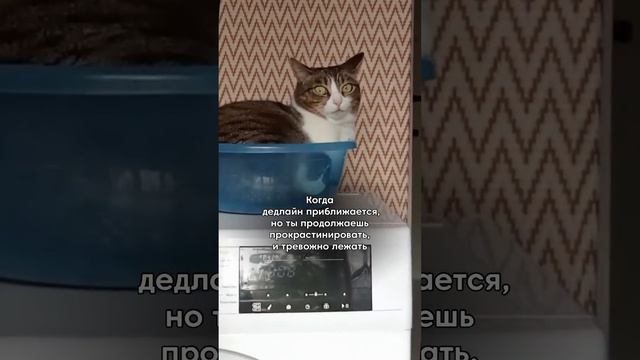 #кот Внерване смотреть онлайн