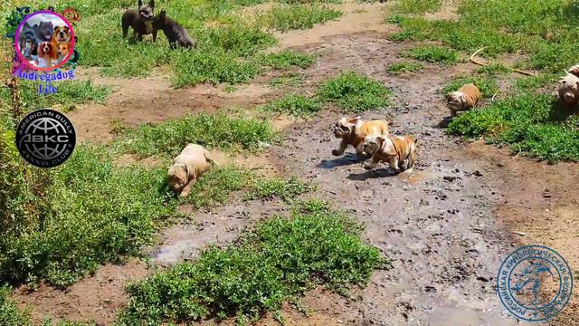 Грязевые ванны 🐷🐖🐽👍💋🤣 смотреть онлайн