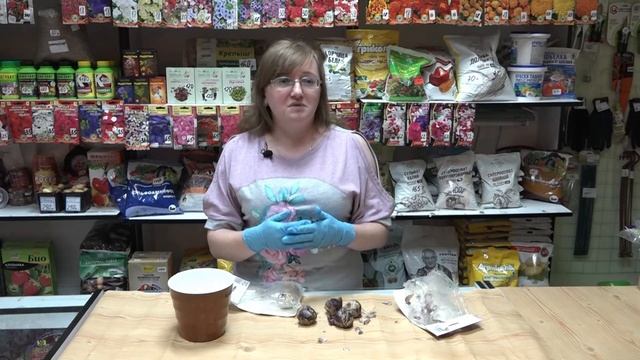 Выгонка луковиц гиацинта смотреть онлайн