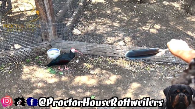 A DAY IN THE LIFE OF A ROTTWEILER BREEDER EP.1 Maintenance & Family time смотреть онлайн