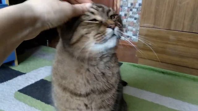 😽🥰Кот встречает хозяина 🥩Сырой корм для кошек, чтобы не болели 🐱🐉Милые позы кота смотреть онлайн