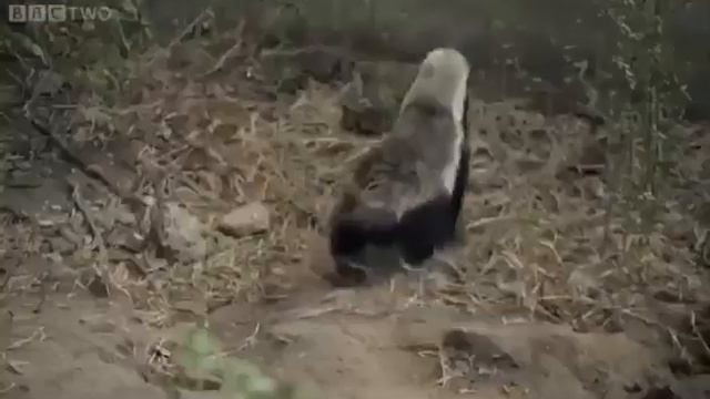 УМНЫЕ ЖИВОТНЫЕ МЕДОЕДЫ ТОП  ЖИВОТНЫХ МЕДОЕД ПРОТИВ ЗАКЛЮЧЕНИЯ  FUNNY VIDEO 2019 УМНЫЙ МЕДОЕД