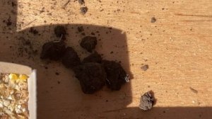 Один день на нашем КСК / лошади Шлях Schleich