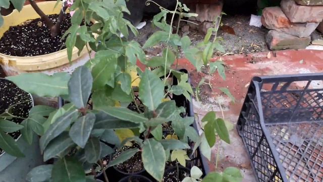 Обзор Пасифлоры 17.10.21 смотреть онлайн