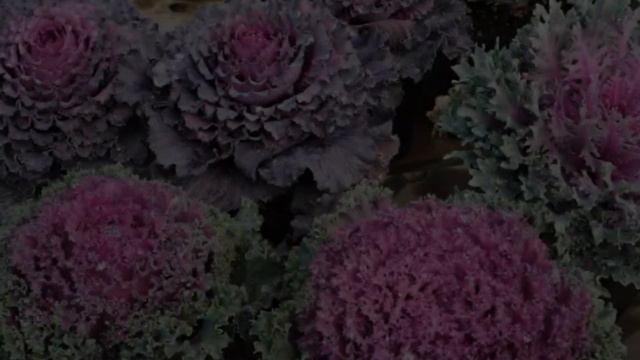 Plantas de exterior resistentes al frío / Plantas de invierno 🎄❄️ смотреть онлайн