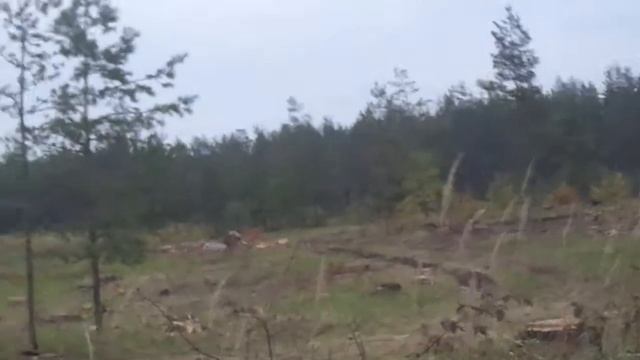 Ричи гуляет в лесу... смотреть онлайн
