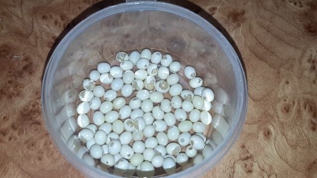 улитки Ахатины .начало.как вылупляются улитки.это интересно .жесть.