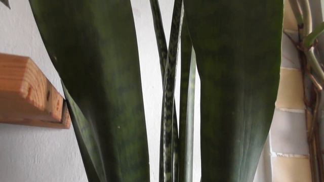 No BS Low Light Plants! смотреть онлайн