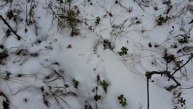 Следы рябчика и глухаря на снегу смотреть онлайн
