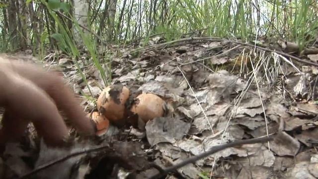 По медвежьим следам. смотреть онлайн