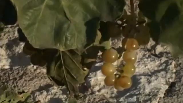 Греция (Экскурсии) - от Минотавра к Дионису смотреть онлайн