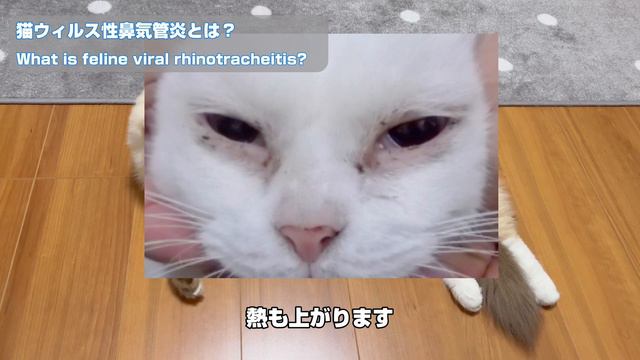 【完全版】風邪を引いた猫の特徴と対応について смотреть онлайн