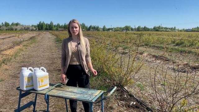 Почему подмерзает голубика? смотреть онлайн