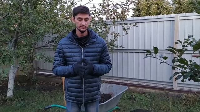 Очаговая подкормка плодовых деревьев весной (осенью) ?? смотреть онлайн
