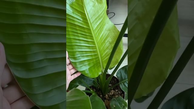 Новый лист у стрелиции Николая 🌱❤️#plants #комнатныерастения смотреть онлайн