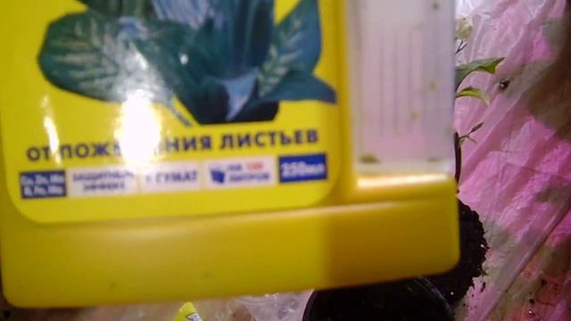 Правила содержания растений! Освещение и полив смотреть онлайн