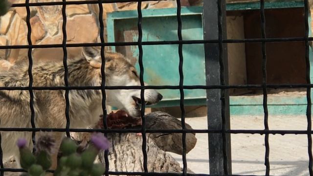 Дикие волки, а едят как аристократы- на «столе»! Тайган смотреть онлайн