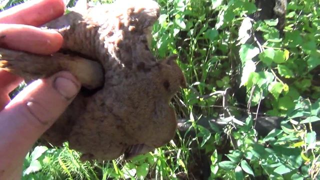 Грибы / Как я рассеиваю грибы / Размножение грибов смотреть онлайн