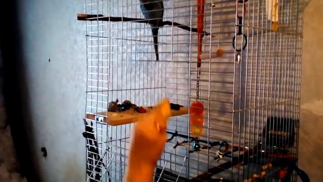 попугай не хочет выходить из клетки