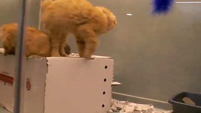 Amazing Manx cats смотреть онлайн