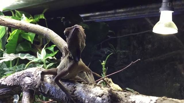 Gonocephalus bellii смотреть онлайн