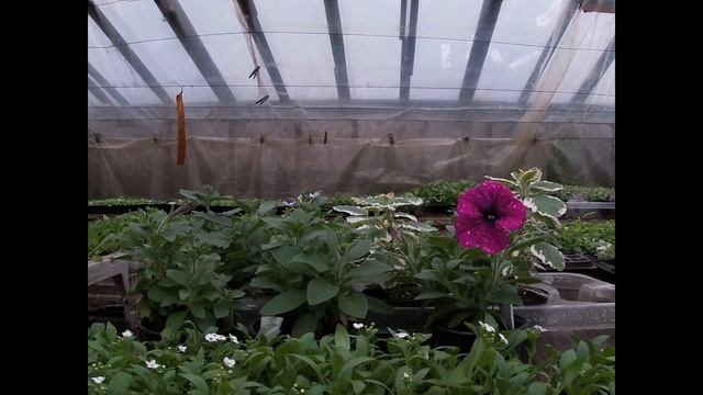 Как не прогореть от "жадности" смотреть онлайн