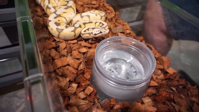 How to Start a Ball Python Breeding Business (for beginners) смотреть онлайн