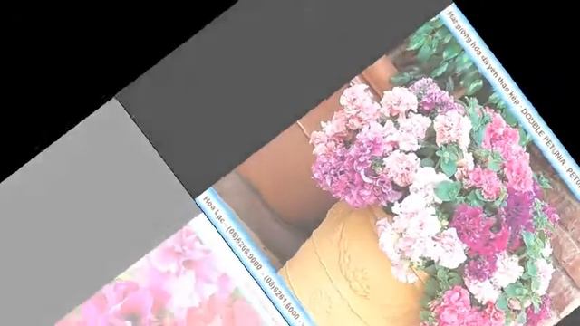 Hạt giống dạ yên thảo kép DOUBLE PETUNIA nhiều màu смотреть онлайн
