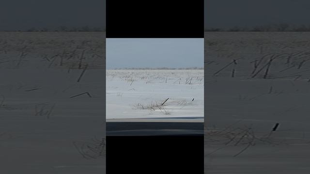 сибирская косуля в поле смотреть онлайн