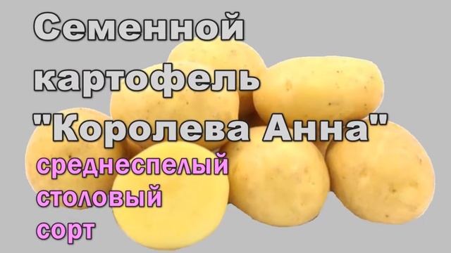 Картошка Сорт Королева Анна Характеристика Фото смотреть онлайн