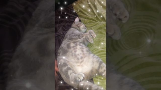 беременность шотландской кошки 55 день. Большой кошкин живот) смотреть онлайн