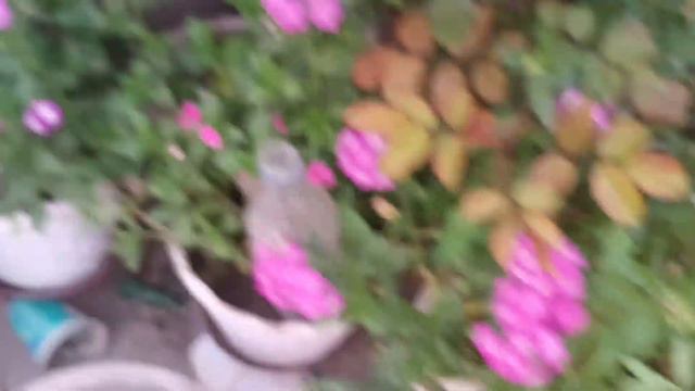 phlox flower смотреть онлайн