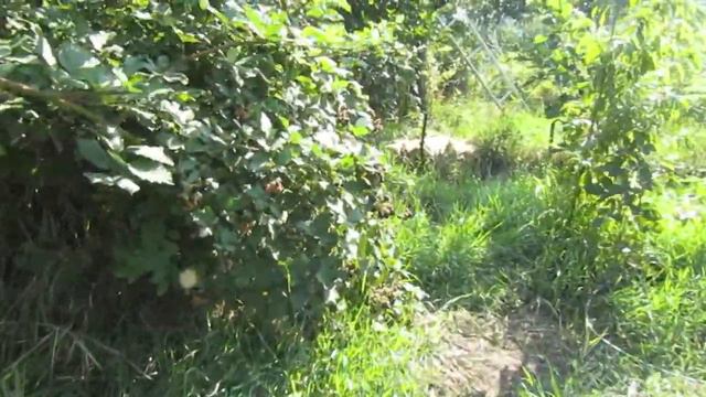 неприхотливая ежевика смотреть онлайн