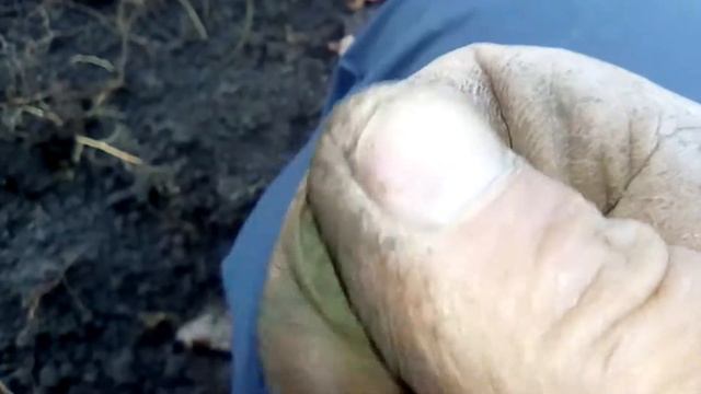 Прогулка в лесу с металлоискателем. Поиск монет на лесной дороге смотреть онлайн