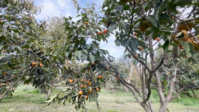 A DATE GARDEN | THE DATE | Natural date gardens | free stock video | 4K #quietlife смотреть онлайн