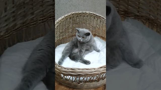 Предвестники родов кошек смотреть онлайн