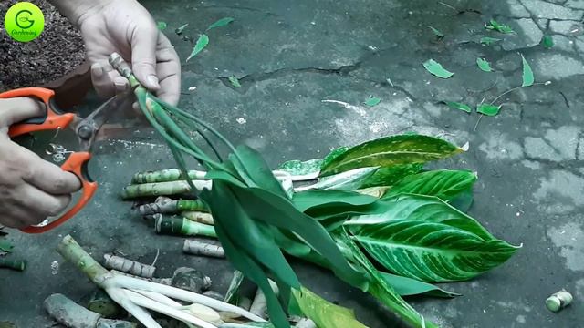 How to Propagate Dieffenbachia Plants/डाइफेंबाकिया के पौधे प्रोपागेट करें смотреть онлайн