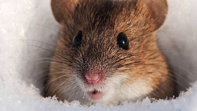 мышь полевка mouse vole #мышь#мышьполевка.youtube смотреть онлайн